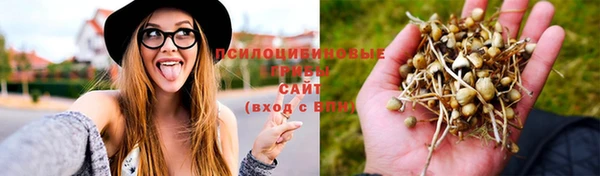 сатива Аркадак